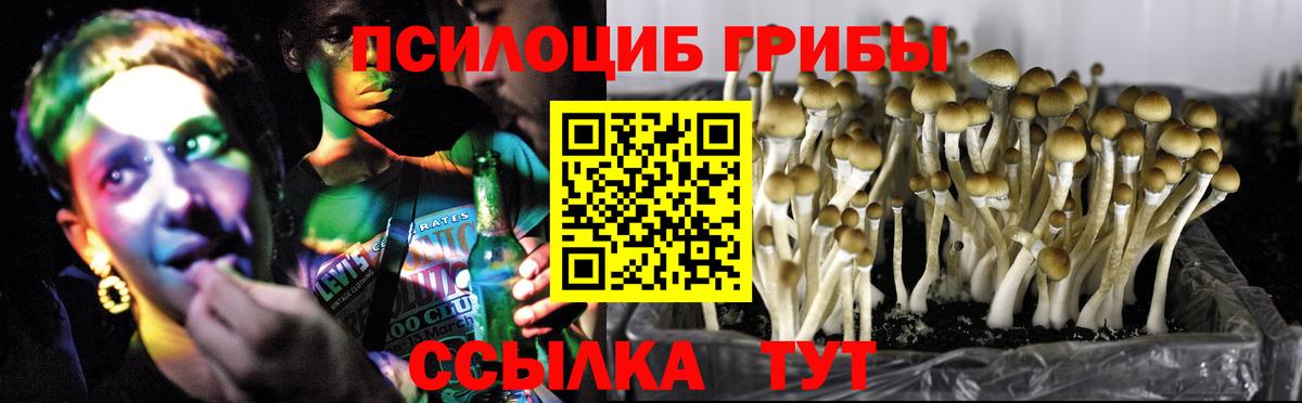 Заречный  Галлюциногенные грибы Cubensis  Вход с VPN 